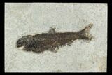 Fossil Fish (Knightia) - Green River Formation #129763-1